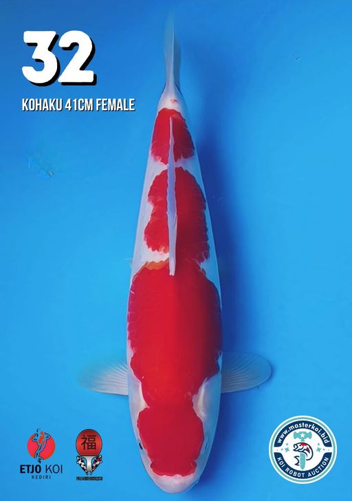 Lelang Koi Online, Jual Beli Ikan Koi, Pusat Jual Beli Koi, Info Lelang Koi Hari Ini, Platform Jual Beli Koi, Jual Beli Ikan Koi Online, Marketplace Ikan Koi, Jual Koi Terbaik, Tempat Beli Koi Berkualitas, Pasar Ikan Koi Online Terpercaya, Penjual Ikan Koi Terpercaya, Beli Koi Hias Online, Ikan Koi untuk Dijual, Koi Kualitas Terbaik, Toko Online Ikan Koi, Koi Hias Untuk Dijual, Jual Beli Ikan Koi Lokal, Koi Indonesia Online, Pusat Jual Beli Koi Terbesar