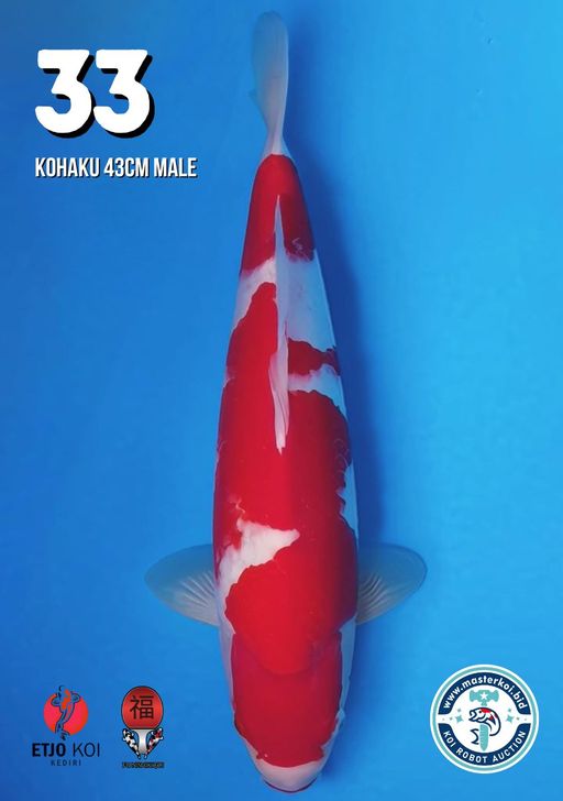 Lelang Koi Online, Jual Beli Ikan Koi, Pusat Jual Beli Koi, Info Lelang Koi Hari Ini, Platform Jual Beli Koi, Jual Beli Ikan Koi Online, Marketplace Ikan Koi, Jual Koi Terbaik, Tempat Beli Koi Berkualitas, Pasar Ikan Koi Online Terpercaya, Penjual Ikan Koi Terpercaya, Beli Koi Hias Online, Ikan Koi untuk Dijual, Koi Kualitas Terbaik, Toko Online Ikan Koi, Koi Hias Untuk Dijual, Jual Beli Ikan Koi Lokal, Koi Indonesia Online, Pusat Jual Beli Koi Terbesar