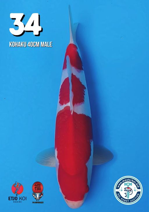 Lelang Koi Online, Jual Beli Ikan Koi, Pusat Jual Beli Koi, Info Lelang Koi Hari Ini, Platform Jual Beli Koi, Jual Beli Ikan Koi Online, Marketplace Ikan Koi, Jual Koi Terbaik, Tempat Beli Koi Berkualitas, Pasar Ikan Koi Online Terpercaya, Penjual Ikan Koi Terpercaya, Beli Koi Hias Online, Ikan Koi untuk Dijual, Koi Kualitas Terbaik, Toko Online Ikan Koi, Koi Hias Untuk Dijual, Jual Beli Ikan Koi Lokal, Koi Indonesia Online, Pusat Jual Beli Koi Terbesar