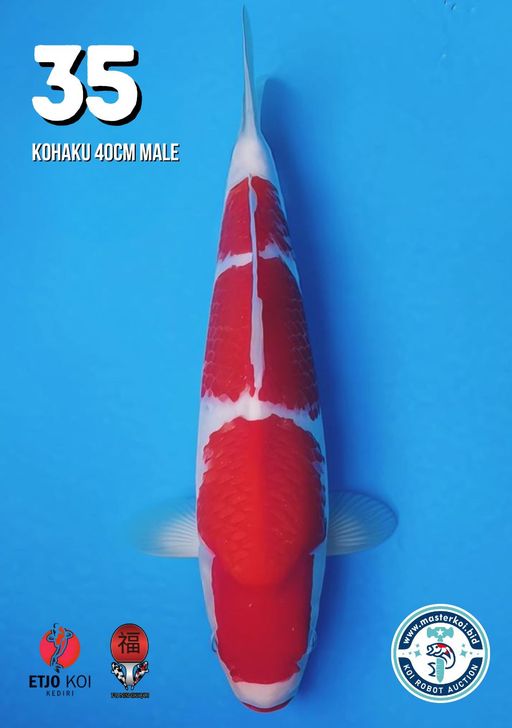 Lelang Koi Online, Jual Beli Ikan Koi, Pusat Jual Beli Koi, Info Lelang Koi Hari Ini, Platform Jual Beli Koi, Jual Beli Ikan Koi Online, Marketplace Ikan Koi, Jual Koi Terbaik, Tempat Beli Koi Berkualitas, Pasar Ikan Koi Online Terpercaya, Penjual Ikan Koi Terpercaya, Beli Koi Hias Online, Ikan Koi untuk Dijual, Koi Kualitas Terbaik, Toko Online Ikan Koi, Koi Hias Untuk Dijual, Jual Beli Ikan Koi Lokal, Koi Indonesia Online, Pusat Jual Beli Koi Terbesar