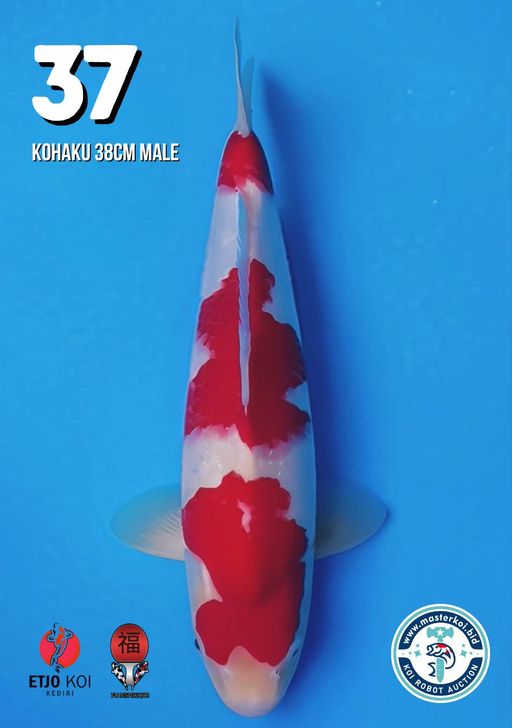 Lelang Koi Online, Jual Beli Ikan Koi, Pusat Jual Beli Koi, Info Lelang Koi Hari Ini, Platform Jual Beli Koi, Jual Beli Ikan Koi Online, Marketplace Ikan Koi, Jual Koi Terbaik, Tempat Beli Koi Berkualitas, Pasar Ikan Koi Online Terpercaya, Penjual Ikan Koi Terpercaya, Beli Koi Hias Online, Ikan Koi untuk Dijual, Koi Kualitas Terbaik, Toko Online Ikan Koi, Koi Hias Untuk Dijual, Jual Beli Ikan Koi Lokal, Koi Indonesia Online, Pusat Jual Beli Koi Terbesar