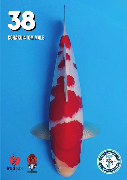 Lelang Koi Online, Jual Beli Ikan Koi, Pusat Jual Beli Koi, Info Lelang Koi Hari Ini, Platform Jual Beli Koi, Jual Beli Ikan Koi Online, Marketplace Ikan Koi, Jual Koi Terbaik, Tempat Beli Koi Berkualitas, Pasar Ikan Koi Online Terpercaya, Penjual Ikan Koi Terpercaya, Beli Koi Hias Online, Ikan Koi untuk Dijual, Koi Kualitas Terbaik, Toko Online Ikan Koi, Koi Hias Untuk Dijual, Jual Beli Ikan Koi Lokal, Koi Indonesia Online, Pusat Jual Beli Koi Terbesar
