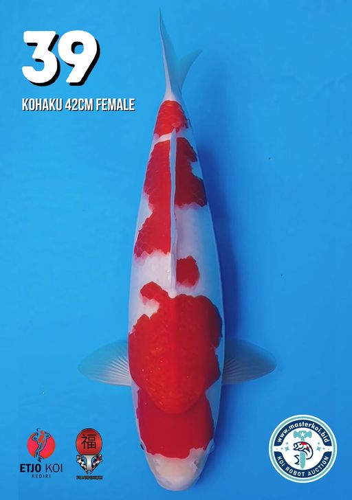 Lelang Koi Online, Jual Beli Ikan Koi, Pusat Jual Beli Koi, Info Lelang Koi Hari Ini, Platform Jual Beli Koi, Jual Beli Ikan Koi Online, Marketplace Ikan Koi, Jual Koi Terbaik, Tempat Beli Koi Berkualitas, Pasar Ikan Koi Online Terpercaya, Penjual Ikan Koi Terpercaya, Beli Koi Hias Online, Ikan Koi untuk Dijual, Koi Kualitas Terbaik, Toko Online Ikan Koi, Koi Hias Untuk Dijual, Jual Beli Ikan Koi Lokal, Koi Indonesia Online, Pusat Jual Beli Koi Terbesar