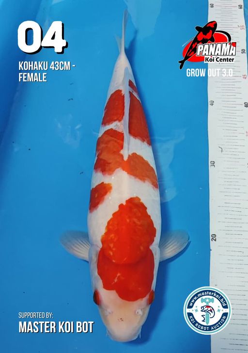 Lelang Koi Online, Jual Beli Ikan Koi, Pusat Jual Beli Koi, Info Lelang Koi Hari Ini, Platform Jual Beli Koi, Jual Beli Ikan Koi Online, Marketplace Ikan Koi, Jual Koi Terbaik, Tempat Beli Koi Berkualitas, Pasar Ikan Koi Online Terpercaya, Penjual Ikan Koi Terpercaya, Beli Koi Hias Online, Ikan Koi untuk Dijual, Koi Kualitas Terbaik, Toko Online Ikan Koi, Koi Hias Untuk Dijual, Jual Beli Ikan Koi Lokal, Koi Indonesia Online, Pusat Jual Beli Koi Terbesar