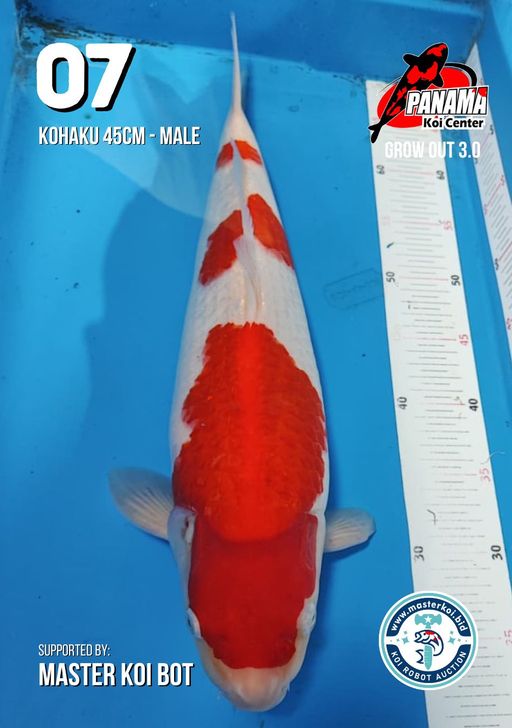 Lelang Koi Online, Jual Beli Ikan Koi, Pusat Jual Beli Koi, Info Lelang Koi Hari Ini, Platform Jual Beli Koi, Jual Beli Ikan Koi Online, Marketplace Ikan Koi, Jual Koi Terbaik, Tempat Beli Koi Berkualitas, Pasar Ikan Koi Online Terpercaya, Penjual Ikan Koi Terpercaya, Beli Koi Hias Online, Ikan Koi untuk Dijual, Koi Kualitas Terbaik, Toko Online Ikan Koi, Koi Hias Untuk Dijual, Jual Beli Ikan Koi Lokal, Koi Indonesia Online, Pusat Jual Beli Koi Terbesar