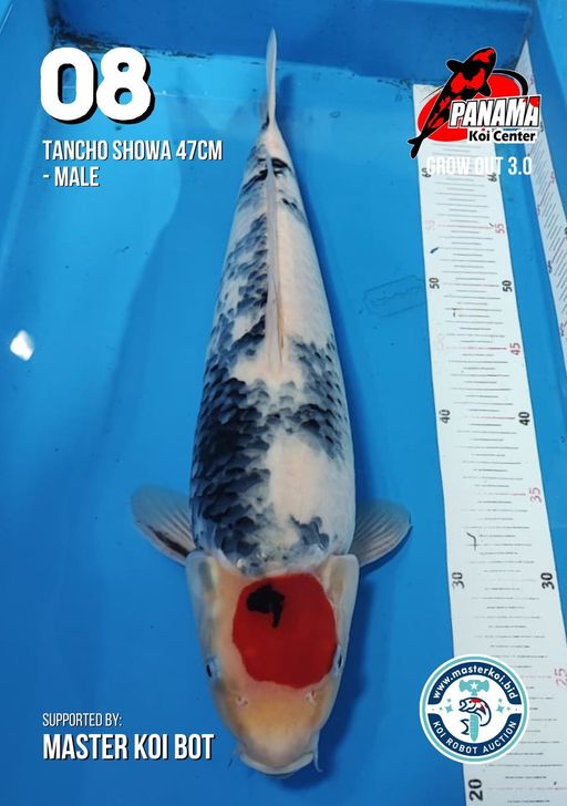 Lelang Koi Online, Jual Beli Ikan Koi, Pusat Jual Beli Koi, Info Lelang Koi Hari Ini, Platform Jual Beli Koi, Jual Beli Ikan Koi Online, Marketplace Ikan Koi, Jual Koi Terbaik, Tempat Beli Koi Berkualitas, Pasar Ikan Koi Online Terpercaya, Penjual Ikan Koi Terpercaya, Beli Koi Hias Online, Ikan Koi untuk Dijual, Koi Kualitas Terbaik, Toko Online Ikan Koi, Koi Hias Untuk Dijual, Jual Beli Ikan Koi Lokal, Koi Indonesia Online, Pusat Jual Beli Koi Terbesar