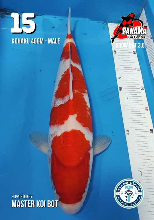 Lelang Koi Online, Jual Beli Ikan Koi, Pusat Jual Beli Koi, Info Lelang Koi Hari Ini, Platform Jual Beli Koi, Jual Beli Ikan Koi Online, Marketplace Ikan Koi, Jual Koi Terbaik, Tempat Beli Koi Berkualitas, Pasar Ikan Koi Online Terpercaya, Penjual Ikan Koi Terpercaya, Beli Koi Hias Online, Ikan Koi untuk Dijual, Koi Kualitas Terbaik, Toko Online Ikan Koi, Koi Hias Untuk Dijual, Jual Beli Ikan Koi Lokal, Koi Indonesia Online, Pusat Jual Beli Koi Terbesar