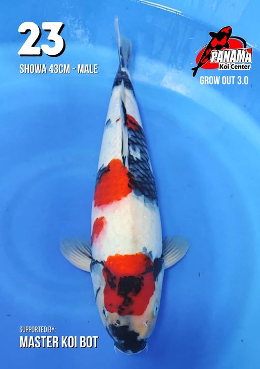 Lelang Koi Online, Jual Beli Ikan Koi, Pusat Jual Beli Koi, Info Lelang Koi Hari Ini, Platform Jual Beli Koi, Jual Beli Ikan Koi Online, Marketplace Ikan Koi, Jual Koi Terbaik, Tempat Beli Koi Berkualitas, Pasar Ikan Koi Online Terpercaya, Penjual Ikan Koi Terpercaya, Beli Koi Hias Online, Ikan Koi untuk Dijual, Koi Kualitas Terbaik, Toko Online Ikan Koi, Koi Hias Untuk Dijual, Jual Beli Ikan Koi Lokal, Koi Indonesia Online, Pusat Jual Beli Koi Terbesar