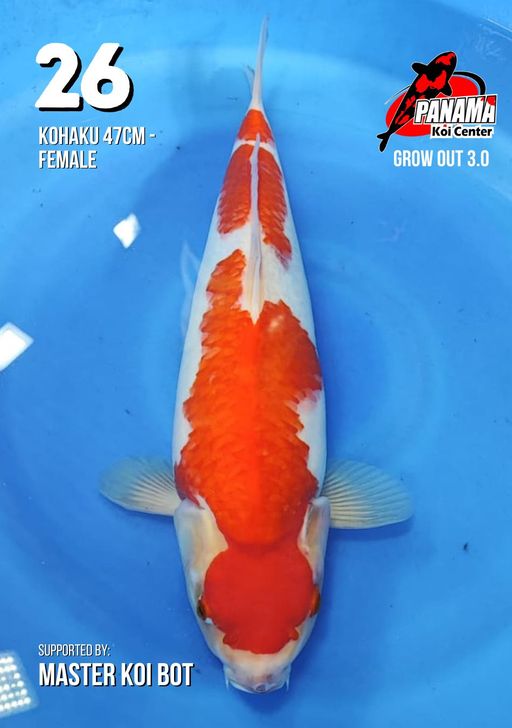 Lelang Koi Online, Jual Beli Ikan Koi, Pusat Jual Beli Koi, Info Lelang Koi Hari Ini, Platform Jual Beli Koi, Jual Beli Ikan Koi Online, Marketplace Ikan Koi, Jual Koi Terbaik, Tempat Beli Koi Berkualitas, Pasar Ikan Koi Online Terpercaya, Penjual Ikan Koi Terpercaya, Beli Koi Hias Online, Ikan Koi untuk Dijual, Koi Kualitas Terbaik, Toko Online Ikan Koi, Koi Hias Untuk Dijual, Jual Beli Ikan Koi Lokal, Koi Indonesia Online, Pusat Jual Beli Koi Terbesar