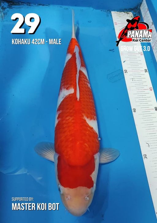 Lelang Koi Online, Jual Beli Ikan Koi, Pusat Jual Beli Koi, Info Lelang Koi Hari Ini, Platform Jual Beli Koi, Jual Beli Ikan Koi Online, Marketplace Ikan Koi, Jual Koi Terbaik, Tempat Beli Koi Berkualitas, Pasar Ikan Koi Online Terpercaya, Penjual Ikan Koi Terpercaya, Beli Koi Hias Online, Ikan Koi untuk Dijual, Koi Kualitas Terbaik, Toko Online Ikan Koi, Koi Hias Untuk Dijual, Jual Beli Ikan Koi Lokal, Koi Indonesia Online, Pusat Jual Beli Koi Terbesar
