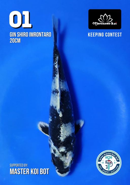 Lelang Koi Online, Jual Beli Ikan Koi, Pusat Jual Beli Koi, Info Lelang Koi Hari Ini, Platform Jual Beli Koi, Jual Beli Ikan Koi Online, Marketplace Ikan Koi, Jual Koi Terbaik, Tempat Beli Koi Berkualitas, Pasar Ikan Koi Online Terpercaya, Penjual Ikan Koi Terpercaya, Beli Koi Hias Online, Ikan Koi untuk Dijual, Koi Kualitas Terbaik, Toko Online Ikan Koi, Koi Hias Untuk Dijual, Jual Beli Ikan Koi Lokal, Koi Indonesia Online, Pusat Jual Beli Koi Terbesar