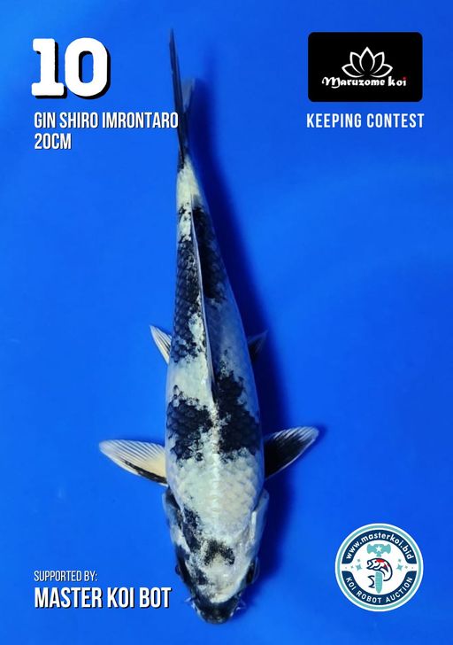 Lelang Koi Online, Jual Beli Ikan Koi, Pusat Jual Beli Koi, Info Lelang Koi Hari Ini, Platform Jual Beli Koi, Jual Beli Ikan Koi Online, Marketplace Ikan Koi, Jual Koi Terbaik, Tempat Beli Koi Berkualitas, Pasar Ikan Koi Online Terpercaya, Penjual Ikan Koi Terpercaya, Beli Koi Hias Online, Ikan Koi untuk Dijual, Koi Kualitas Terbaik, Toko Online Ikan Koi, Koi Hias Untuk Dijual, Jual Beli Ikan Koi Lokal, Koi Indonesia Online, Pusat Jual Beli Koi Terbesar
