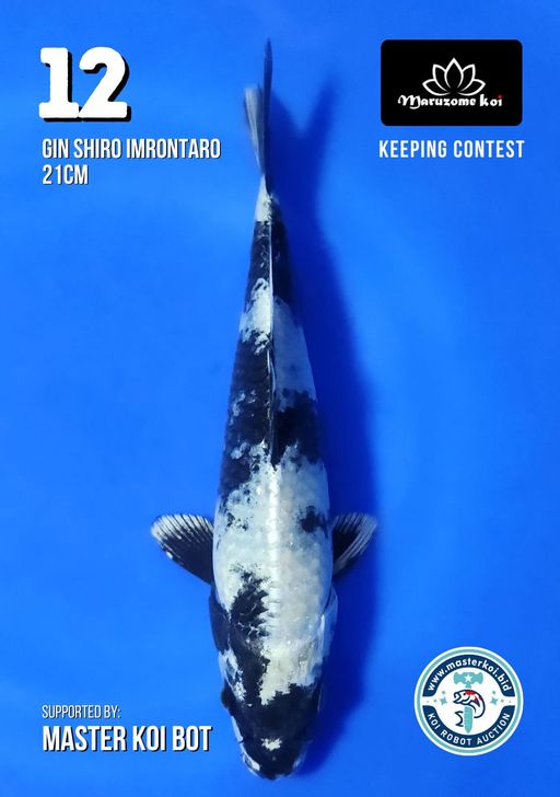 Lelang Koi Online, Jual Beli Ikan Koi, Pusat Jual Beli Koi, Info Lelang Koi Hari Ini, Platform Jual Beli Koi, Jual Beli Ikan Koi Online, Marketplace Ikan Koi, Jual Koi Terbaik, Tempat Beli Koi Berkualitas, Pasar Ikan Koi Online Terpercaya, Penjual Ikan Koi Terpercaya, Beli Koi Hias Online, Ikan Koi untuk Dijual, Koi Kualitas Terbaik, Toko Online Ikan Koi, Koi Hias Untuk Dijual, Jual Beli Ikan Koi Lokal, Koi Indonesia Online, Pusat Jual Beli Koi Terbesar