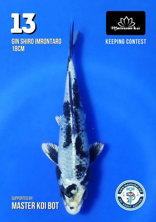 Lelang Koi Online, Jual Beli Ikan Koi, Pusat Jual Beli Koi, Info Lelang Koi Hari Ini, Platform Jual Beli Koi, Jual Beli Ikan Koi Online, Marketplace Ikan Koi, Jual Koi Terbaik, Tempat Beli Koi Berkualitas, Pasar Ikan Koi Online Terpercaya, Penjual Ikan Koi Terpercaya, Beli Koi Hias Online, Ikan Koi untuk Dijual, Koi Kualitas Terbaik, Toko Online Ikan Koi, Koi Hias Untuk Dijual, Jual Beli Ikan Koi Lokal, Koi Indonesia Online, Pusat Jual Beli Koi Terbesar
