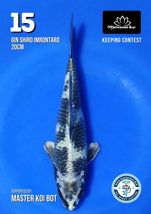 Lelang Koi Online, Jual Beli Ikan Koi, Pusat Jual Beli Koi, Info Lelang Koi Hari Ini, Platform Jual Beli Koi, Jual Beli Ikan Koi Online, Marketplace Ikan Koi, Jual Koi Terbaik, Tempat Beli Koi Berkualitas, Pasar Ikan Koi Online Terpercaya, Penjual Ikan Koi Terpercaya, Beli Koi Hias Online, Ikan Koi untuk Dijual, Koi Kualitas Terbaik, Toko Online Ikan Koi, Koi Hias Untuk Dijual, Jual Beli Ikan Koi Lokal, Koi Indonesia Online, Pusat Jual Beli Koi Terbesar