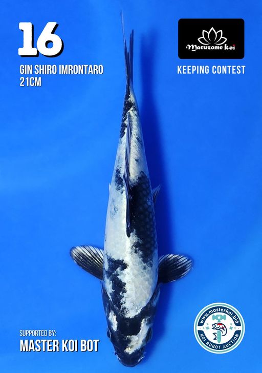 Lelang Koi Online, Jual Beli Ikan Koi, Pusat Jual Beli Koi, Info Lelang Koi Hari Ini, Platform Jual Beli Koi, Jual Beli Ikan Koi Online, Marketplace Ikan Koi, Jual Koi Terbaik, Tempat Beli Koi Berkualitas, Pasar Ikan Koi Online Terpercaya, Penjual Ikan Koi Terpercaya, Beli Koi Hias Online, Ikan Koi untuk Dijual, Koi Kualitas Terbaik, Toko Online Ikan Koi, Koi Hias Untuk Dijual, Jual Beli Ikan Koi Lokal, Koi Indonesia Online, Pusat Jual Beli Koi Terbesar
