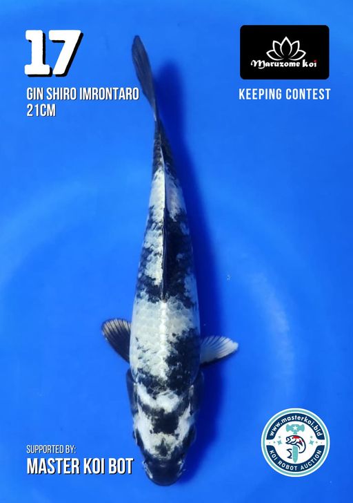 Lelang Koi Online, Jual Beli Ikan Koi, Pusat Jual Beli Koi, Info Lelang Koi Hari Ini, Platform Jual Beli Koi, Jual Beli Ikan Koi Online, Marketplace Ikan Koi, Jual Koi Terbaik, Tempat Beli Koi Berkualitas, Pasar Ikan Koi Online Terpercaya, Penjual Ikan Koi Terpercaya, Beli Koi Hias Online, Ikan Koi untuk Dijual, Koi Kualitas Terbaik, Toko Online Ikan Koi, Koi Hias Untuk Dijual, Jual Beli Ikan Koi Lokal, Koi Indonesia Online, Pusat Jual Beli Koi Terbesar