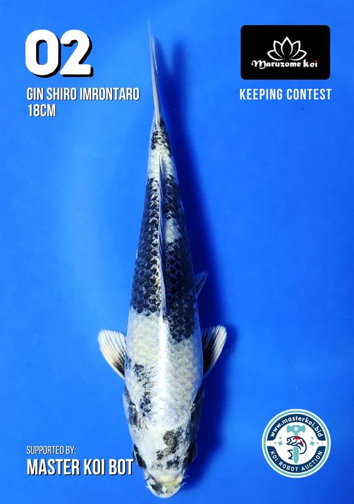 Lelang Koi Online, Jual Beli Ikan Koi, Pusat Jual Beli Koi, Info Lelang Koi Hari Ini, Platform Jual Beli Koi, Jual Beli Ikan Koi Online, Marketplace Ikan Koi, Jual Koi Terbaik, Tempat Beli Koi Berkualitas, Pasar Ikan Koi Online Terpercaya, Penjual Ikan Koi Terpercaya, Beli Koi Hias Online, Ikan Koi untuk Dijual, Koi Kualitas Terbaik, Toko Online Ikan Koi, Koi Hias Untuk Dijual, Jual Beli Ikan Koi Lokal, Koi Indonesia Online, Pusat Jual Beli Koi Terbesar