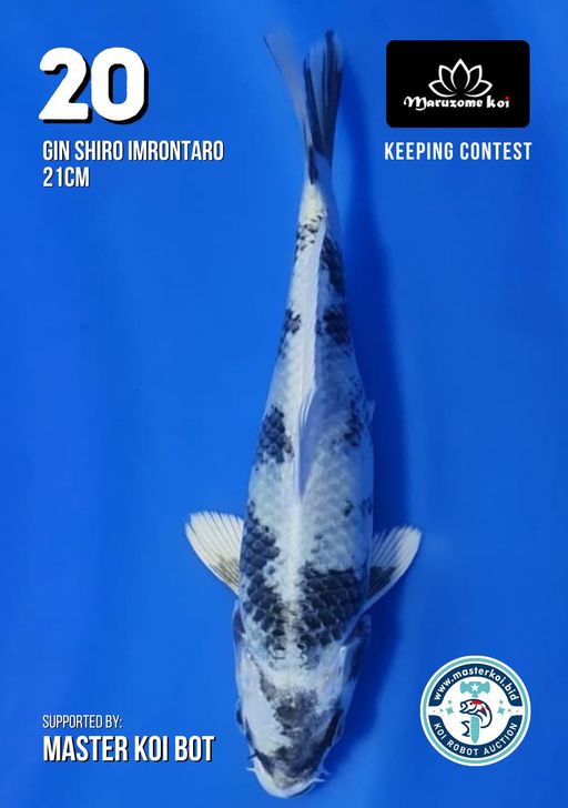 Lelang Koi Online, Jual Beli Ikan Koi, Pusat Jual Beli Koi, Info Lelang Koi Hari Ini, Platform Jual Beli Koi, Jual Beli Ikan Koi Online, Marketplace Ikan Koi, Jual Koi Terbaik, Tempat Beli Koi Berkualitas, Pasar Ikan Koi Online Terpercaya, Penjual Ikan Koi Terpercaya, Beli Koi Hias Online, Ikan Koi untuk Dijual, Koi Kualitas Terbaik, Toko Online Ikan Koi, Koi Hias Untuk Dijual, Jual Beli Ikan Koi Lokal, Koi Indonesia Online, Pusat Jual Beli Koi Terbesar