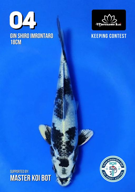 Lelang Koi Online, Jual Beli Ikan Koi, Pusat Jual Beli Koi, Info Lelang Koi Hari Ini, Platform Jual Beli Koi, Jual Beli Ikan Koi Online, Marketplace Ikan Koi, Jual Koi Terbaik, Tempat Beli Koi Berkualitas, Pasar Ikan Koi Online Terpercaya, Penjual Ikan Koi Terpercaya, Beli Koi Hias Online, Ikan Koi untuk Dijual, Koi Kualitas Terbaik, Toko Online Ikan Koi, Koi Hias Untuk Dijual, Jual Beli Ikan Koi Lokal, Koi Indonesia Online, Pusat Jual Beli Koi Terbesar