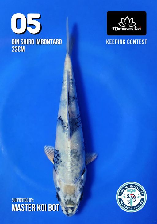 Lelang Koi Online, Jual Beli Ikan Koi, Pusat Jual Beli Koi, Info Lelang Koi Hari Ini, Platform Jual Beli Koi, Jual Beli Ikan Koi Online, Marketplace Ikan Koi, Jual Koi Terbaik, Tempat Beli Koi Berkualitas, Pasar Ikan Koi Online Terpercaya, Penjual Ikan Koi Terpercaya, Beli Koi Hias Online, Ikan Koi untuk Dijual, Koi Kualitas Terbaik, Toko Online Ikan Koi, Koi Hias Untuk Dijual, Jual Beli Ikan Koi Lokal, Koi Indonesia Online, Pusat Jual Beli Koi Terbesar