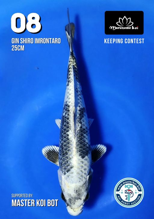 Lelang Koi Online, Jual Beli Ikan Koi, Pusat Jual Beli Koi, Info Lelang Koi Hari Ini, Platform Jual Beli Koi, Jual Beli Ikan Koi Online, Marketplace Ikan Koi, Jual Koi Terbaik, Tempat Beli Koi Berkualitas, Pasar Ikan Koi Online Terpercaya, Penjual Ikan Koi Terpercaya, Beli Koi Hias Online, Ikan Koi untuk Dijual, Koi Kualitas Terbaik, Toko Online Ikan Koi, Koi Hias Untuk Dijual, Jual Beli Ikan Koi Lokal, Koi Indonesia Online, Pusat Jual Beli Koi Terbesar