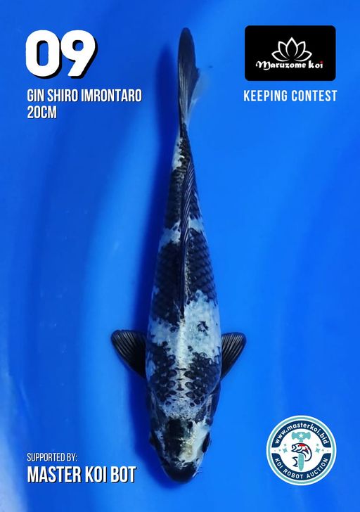 Lelang Koi Online, Jual Beli Ikan Koi, Pusat Jual Beli Koi, Info Lelang Koi Hari Ini, Platform Jual Beli Koi, Jual Beli Ikan Koi Online, Marketplace Ikan Koi, Jual Koi Terbaik, Tempat Beli Koi Berkualitas, Pasar Ikan Koi Online Terpercaya, Penjual Ikan Koi Terpercaya, Beli Koi Hias Online, Ikan Koi untuk Dijual, Koi Kualitas Terbaik, Toko Online Ikan Koi, Koi Hias Untuk Dijual, Jual Beli Ikan Koi Lokal, Koi Indonesia Online, Pusat Jual Beli Koi Terbesar