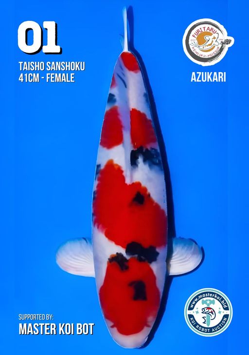 Lelang Koi Online, Jual Beli Ikan Koi, Pusat Jual Beli Koi, Info Lelang Koi Hari Ini, Platform Jual Beli Koi, Jual Beli Ikan Koi Online, Marketplace Ikan Koi, Jual Koi Terbaik, Tempat Beli Koi Berkualitas, Pasar Ikan Koi Online Terpercaya, Penjual Ikan Koi Terpercaya, Beli Koi Hias Online, Ikan Koi untuk Dijual, Koi Kualitas Terbaik, Toko Online Ikan Koi, Koi Hias Untuk Dijual, Jual Beli Ikan Koi Lokal, Koi Indonesia Online, Pusat Jual Beli Koi Terbesar