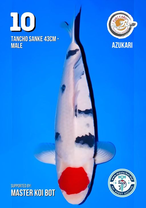 Lelang Koi Online, Jual Beli Ikan Koi, Pusat Jual Beli Koi, Info Lelang Koi Hari Ini, Platform Jual Beli Koi, Jual Beli Ikan Koi Online, Marketplace Ikan Koi, Jual Koi Terbaik, Tempat Beli Koi Berkualitas, Pasar Ikan Koi Online Terpercaya, Penjual Ikan Koi Terpercaya, Beli Koi Hias Online, Ikan Koi untuk Dijual, Koi Kualitas Terbaik, Toko Online Ikan Koi, Koi Hias Untuk Dijual, Jual Beli Ikan Koi Lokal, Koi Indonesia Online, Pusat Jual Beli Koi Terbesar