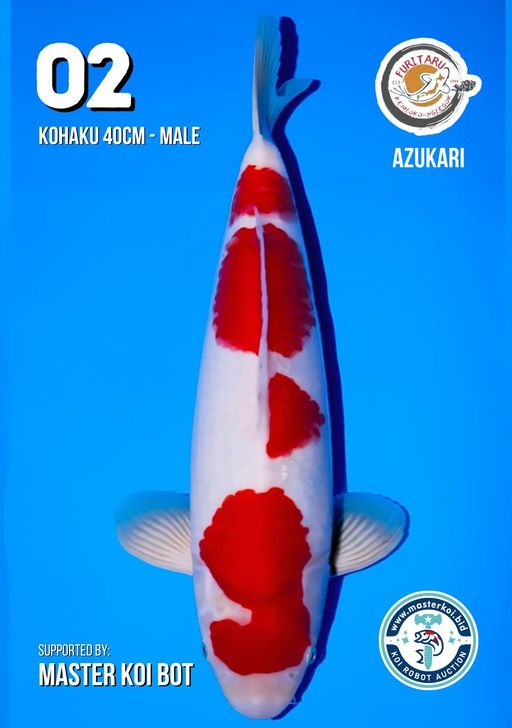 Lelang Koi Online, Jual Beli Ikan Koi, Pusat Jual Beli Koi, Info Lelang Koi Hari Ini, Platform Jual Beli Koi, Jual Beli Ikan Koi Online, Marketplace Ikan Koi, Jual Koi Terbaik, Tempat Beli Koi Berkualitas, Pasar Ikan Koi Online Terpercaya, Penjual Ikan Koi Terpercaya, Beli Koi Hias Online, Ikan Koi untuk Dijual, Koi Kualitas Terbaik, Toko Online Ikan Koi, Koi Hias Untuk Dijual, Jual Beli Ikan Koi Lokal, Koi Indonesia Online, Pusat Jual Beli Koi Terbesar