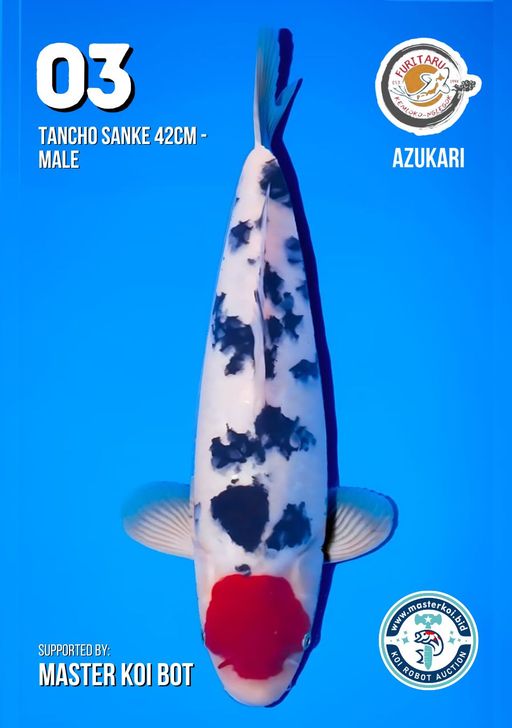 Lelang Koi Online, Jual Beli Ikan Koi, Pusat Jual Beli Koi, Info Lelang Koi Hari Ini, Platform Jual Beli Koi, Jual Beli Ikan Koi Online, Marketplace Ikan Koi, Jual Koi Terbaik, Tempat Beli Koi Berkualitas, Pasar Ikan Koi Online Terpercaya, Penjual Ikan Koi Terpercaya, Beli Koi Hias Online, Ikan Koi untuk Dijual, Koi Kualitas Terbaik, Toko Online Ikan Koi, Koi Hias Untuk Dijual, Jual Beli Ikan Koi Lokal, Koi Indonesia Online, Pusat Jual Beli Koi Terbesar