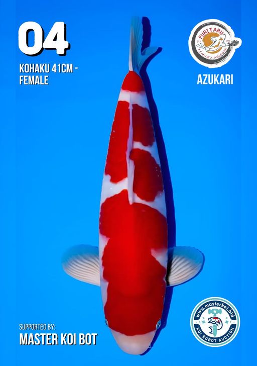 Lelang Koi Online, Jual Beli Ikan Koi, Pusat Jual Beli Koi, Info Lelang Koi Hari Ini, Platform Jual Beli Koi, Jual Beli Ikan Koi Online, Marketplace Ikan Koi, Jual Koi Terbaik, Tempat Beli Koi Berkualitas, Pasar Ikan Koi Online Terpercaya, Penjual Ikan Koi Terpercaya, Beli Koi Hias Online, Ikan Koi untuk Dijual, Koi Kualitas Terbaik, Toko Online Ikan Koi, Koi Hias Untuk Dijual, Jual Beli Ikan Koi Lokal, Koi Indonesia Online, Pusat Jual Beli Koi Terbesar