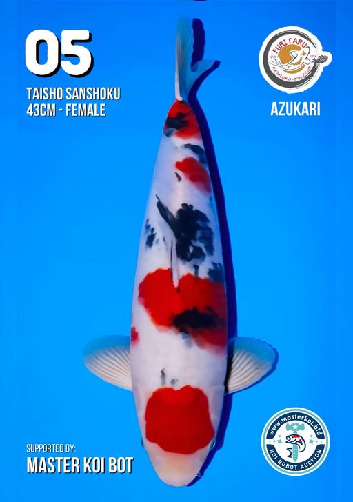 Lelang Koi Online, Jual Beli Ikan Koi, Pusat Jual Beli Koi, Info Lelang Koi Hari Ini, Platform Jual Beli Koi, Jual Beli Ikan Koi Online, Marketplace Ikan Koi, Jual Koi Terbaik, Tempat Beli Koi Berkualitas, Pasar Ikan Koi Online Terpercaya, Penjual Ikan Koi Terpercaya, Beli Koi Hias Online, Ikan Koi untuk Dijual, Koi Kualitas Terbaik, Toko Online Ikan Koi, Koi Hias Untuk Dijual, Jual Beli Ikan Koi Lokal, Koi Indonesia Online, Pusat Jual Beli Koi Terbesar