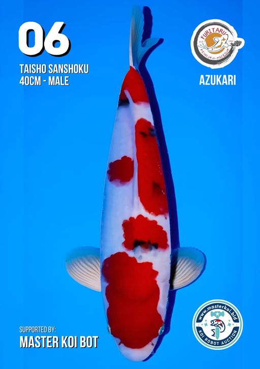 Lelang Koi Online, Jual Beli Ikan Koi, Pusat Jual Beli Koi, Info Lelang Koi Hari Ini, Platform Jual Beli Koi, Jual Beli Ikan Koi Online, Marketplace Ikan Koi, Jual Koi Terbaik, Tempat Beli Koi Berkualitas, Pasar Ikan Koi Online Terpercaya, Penjual Ikan Koi Terpercaya, Beli Koi Hias Online, Ikan Koi untuk Dijual, Koi Kualitas Terbaik, Toko Online Ikan Koi, Koi Hias Untuk Dijual, Jual Beli Ikan Koi Lokal, Koi Indonesia Online, Pusat Jual Beli Koi Terbesar