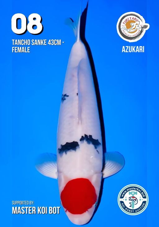 Lelang Koi Online, Jual Beli Ikan Koi, Pusat Jual Beli Koi, Info Lelang Koi Hari Ini, Platform Jual Beli Koi, Jual Beli Ikan Koi Online, Marketplace Ikan Koi, Jual Koi Terbaik, Tempat Beli Koi Berkualitas, Pasar Ikan Koi Online Terpercaya, Penjual Ikan Koi Terpercaya, Beli Koi Hias Online, Ikan Koi untuk Dijual, Koi Kualitas Terbaik, Toko Online Ikan Koi, Koi Hias Untuk Dijual, Jual Beli Ikan Koi Lokal, Koi Indonesia Online, Pusat Jual Beli Koi Terbesar