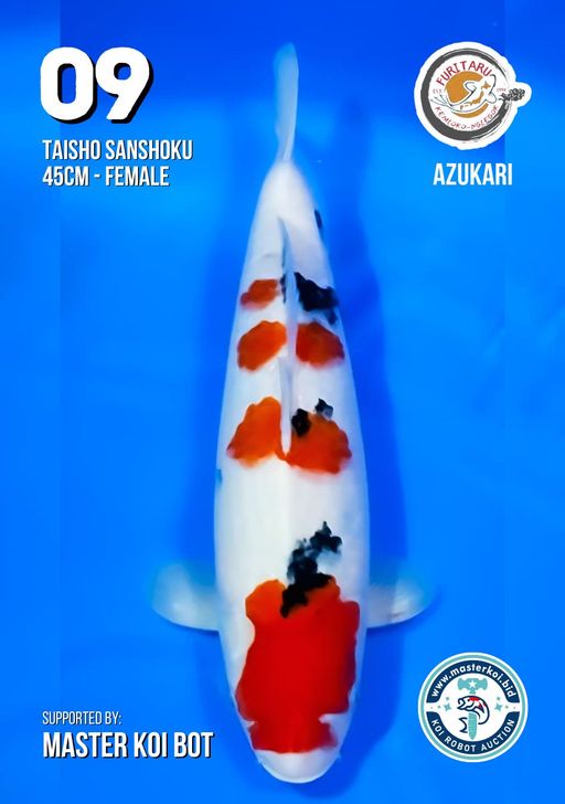 Lelang Koi Online, Jual Beli Ikan Koi, Pusat Jual Beli Koi, Info Lelang Koi Hari Ini, Platform Jual Beli Koi, Jual Beli Ikan Koi Online, Marketplace Ikan Koi, Jual Koi Terbaik, Tempat Beli Koi Berkualitas, Pasar Ikan Koi Online Terpercaya, Penjual Ikan Koi Terpercaya, Beli Koi Hias Online, Ikan Koi untuk Dijual, Koi Kualitas Terbaik, Toko Online Ikan Koi, Koi Hias Untuk Dijual, Jual Beli Ikan Koi Lokal, Koi Indonesia Online, Pusat Jual Beli Koi Terbesar