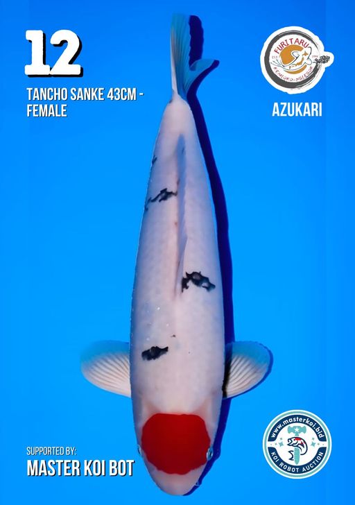 Lelang Koi Online, Jual Beli Ikan Koi, Pusat Jual Beli Koi, Info Lelang Koi Hari Ini, Platform Jual Beli Koi, Jual Beli Ikan Koi Online, Marketplace Ikan Koi, Jual Koi Terbaik, Tempat Beli Koi Berkualitas, Pasar Ikan Koi Online Terpercaya, Penjual Ikan Koi Terpercaya, Beli Koi Hias Online, Ikan Koi untuk Dijual, Koi Kualitas Terbaik, Toko Online Ikan Koi, Koi Hias Untuk Dijual, Jual Beli Ikan Koi Lokal, Koi Indonesia Online, Pusat Jual Beli Koi Terbesar
