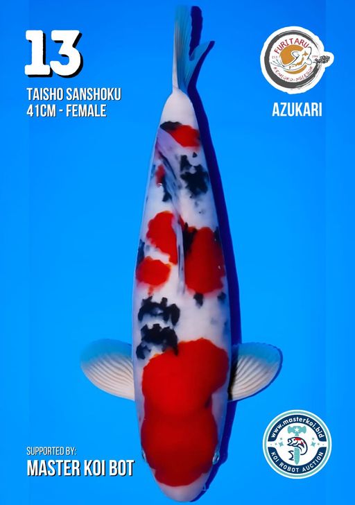 Lelang Koi Online, Jual Beli Ikan Koi, Pusat Jual Beli Koi, Info Lelang Koi Hari Ini, Platform Jual Beli Koi, Jual Beli Ikan Koi Online, Marketplace Ikan Koi, Jual Koi Terbaik, Tempat Beli Koi Berkualitas, Pasar Ikan Koi Online Terpercaya, Penjual Ikan Koi Terpercaya, Beli Koi Hias Online, Ikan Koi untuk Dijual, Koi Kualitas Terbaik, Toko Online Ikan Koi, Koi Hias Untuk Dijual, Jual Beli Ikan Koi Lokal, Koi Indonesia Online, Pusat Jual Beli Koi Terbesar
