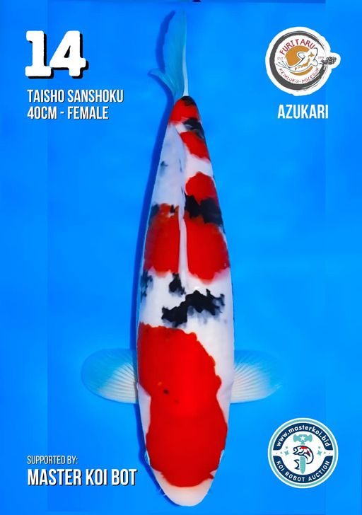 Lelang Koi Online, Jual Beli Ikan Koi, Pusat Jual Beli Koi, Info Lelang Koi Hari Ini, Platform Jual Beli Koi, Jual Beli Ikan Koi Online, Marketplace Ikan Koi, Jual Koi Terbaik, Tempat Beli Koi Berkualitas, Pasar Ikan Koi Online Terpercaya, Penjual Ikan Koi Terpercaya, Beli Koi Hias Online, Ikan Koi untuk Dijual, Koi Kualitas Terbaik, Toko Online Ikan Koi, Koi Hias Untuk Dijual, Jual Beli Ikan Koi Lokal, Koi Indonesia Online, Pusat Jual Beli Koi Terbesar