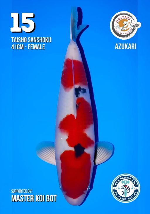 Lelang Koi Online, Jual Beli Ikan Koi, Pusat Jual Beli Koi, Info Lelang Koi Hari Ini, Platform Jual Beli Koi, Jual Beli Ikan Koi Online, Marketplace Ikan Koi, Jual Koi Terbaik, Tempat Beli Koi Berkualitas, Pasar Ikan Koi Online Terpercaya, Penjual Ikan Koi Terpercaya, Beli Koi Hias Online, Ikan Koi untuk Dijual, Koi Kualitas Terbaik, Toko Online Ikan Koi, Koi Hias Untuk Dijual, Jual Beli Ikan Koi Lokal, Koi Indonesia Online, Pusat Jual Beli Koi Terbesar