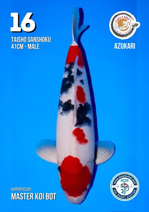 Lelang Koi Online, Jual Beli Ikan Koi, Pusat Jual Beli Koi, Info Lelang Koi Hari Ini, Platform Jual Beli Koi, Jual Beli Ikan Koi Online, Marketplace Ikan Koi, Jual Koi Terbaik, Tempat Beli Koi Berkualitas, Pasar Ikan Koi Online Terpercaya, Penjual Ikan Koi Terpercaya, Beli Koi Hias Online, Ikan Koi untuk Dijual, Koi Kualitas Terbaik, Toko Online Ikan Koi, Koi Hias Untuk Dijual, Jual Beli Ikan Koi Lokal, Koi Indonesia Online, Pusat Jual Beli Koi Terbesar