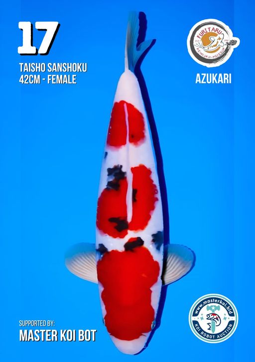 Lelang Koi Online, Jual Beli Ikan Koi, Pusat Jual Beli Koi, Info Lelang Koi Hari Ini, Platform Jual Beli Koi, Jual Beli Ikan Koi Online, Marketplace Ikan Koi, Jual Koi Terbaik, Tempat Beli Koi Berkualitas, Pasar Ikan Koi Online Terpercaya, Penjual Ikan Koi Terpercaya, Beli Koi Hias Online, Ikan Koi untuk Dijual, Koi Kualitas Terbaik, Toko Online Ikan Koi, Koi Hias Untuk Dijual, Jual Beli Ikan Koi Lokal, Koi Indonesia Online, Pusat Jual Beli Koi Terbesar