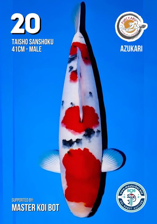 Lelang Koi Online, Jual Beli Ikan Koi, Pusat Jual Beli Koi, Info Lelang Koi Hari Ini, Platform Jual Beli Koi, Jual Beli Ikan Koi Online, Marketplace Ikan Koi, Jual Koi Terbaik, Tempat Beli Koi Berkualitas, Pasar Ikan Koi Online Terpercaya, Penjual Ikan Koi Terpercaya, Beli Koi Hias Online, Ikan Koi untuk Dijual, Koi Kualitas Terbaik, Toko Online Ikan Koi, Koi Hias Untuk Dijual, Jual Beli Ikan Koi Lokal, Koi Indonesia Online, Pusat Jual Beli Koi Terbesar
