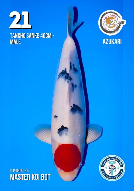 Lelang Koi Online, Jual Beli Ikan Koi, Pusat Jual Beli Koi, Info Lelang Koi Hari Ini, Platform Jual Beli Koi, Jual Beli Ikan Koi Online, Marketplace Ikan Koi, Jual Koi Terbaik, Tempat Beli Koi Berkualitas, Pasar Ikan Koi Online Terpercaya, Penjual Ikan Koi Terpercaya, Beli Koi Hias Online, Ikan Koi untuk Dijual, Koi Kualitas Terbaik, Toko Online Ikan Koi, Koi Hias Untuk Dijual, Jual Beli Ikan Koi Lokal, Koi Indonesia Online, Pusat Jual Beli Koi Terbesar