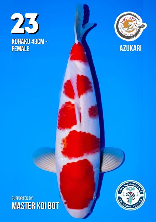 Lelang Koi Online, Jual Beli Ikan Koi, Pusat Jual Beli Koi, Info Lelang Koi Hari Ini, Platform Jual Beli Koi, Jual Beli Ikan Koi Online, Marketplace Ikan Koi, Jual Koi Terbaik, Tempat Beli Koi Berkualitas, Pasar Ikan Koi Online Terpercaya, Penjual Ikan Koi Terpercaya, Beli Koi Hias Online, Ikan Koi untuk Dijual, Koi Kualitas Terbaik, Toko Online Ikan Koi, Koi Hias Untuk Dijual, Jual Beli Ikan Koi Lokal, Koi Indonesia Online, Pusat Jual Beli Koi Terbesar