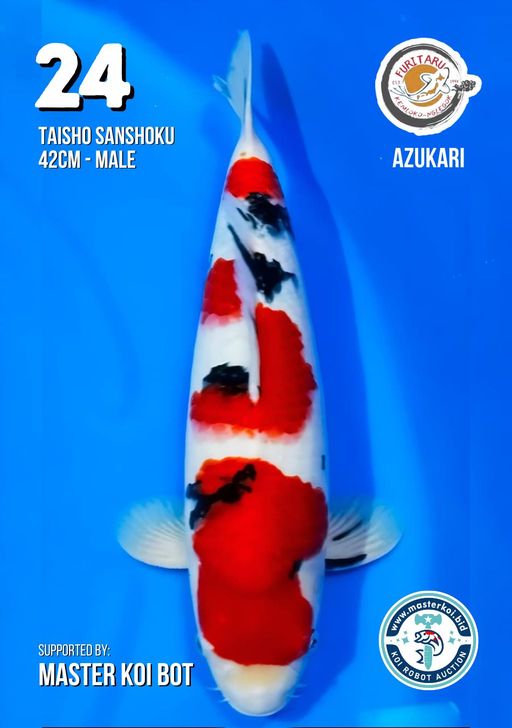 Lelang Koi Online, Jual Beli Ikan Koi, Pusat Jual Beli Koi, Info Lelang Koi Hari Ini, Platform Jual Beli Koi, Jual Beli Ikan Koi Online, Marketplace Ikan Koi, Jual Koi Terbaik, Tempat Beli Koi Berkualitas, Pasar Ikan Koi Online Terpercaya, Penjual Ikan Koi Terpercaya, Beli Koi Hias Online, Ikan Koi untuk Dijual, Koi Kualitas Terbaik, Toko Online Ikan Koi, Koi Hias Untuk Dijual, Jual Beli Ikan Koi Lokal, Koi Indonesia Online, Pusat Jual Beli Koi Terbesar