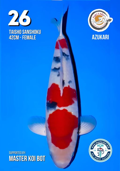 Lelang Koi Online, Jual Beli Ikan Koi, Pusat Jual Beli Koi, Info Lelang Koi Hari Ini, Platform Jual Beli Koi, Jual Beli Ikan Koi Online, Marketplace Ikan Koi, Jual Koi Terbaik, Tempat Beli Koi Berkualitas, Pasar Ikan Koi Online Terpercaya, Penjual Ikan Koi Terpercaya, Beli Koi Hias Online, Ikan Koi untuk Dijual, Koi Kualitas Terbaik, Toko Online Ikan Koi, Koi Hias Untuk Dijual, Jual Beli Ikan Koi Lokal, Koi Indonesia Online, Pusat Jual Beli Koi Terbesar