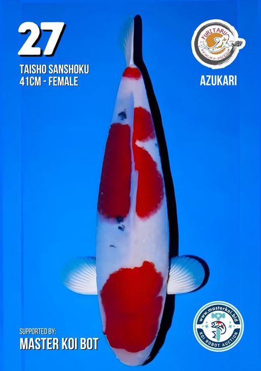 Lelang Koi Online, Jual Beli Ikan Koi, Pusat Jual Beli Koi, Info Lelang Koi Hari Ini, Platform Jual Beli Koi, Jual Beli Ikan Koi Online, Marketplace Ikan Koi, Jual Koi Terbaik, Tempat Beli Koi Berkualitas, Pasar Ikan Koi Online Terpercaya, Penjual Ikan Koi Terpercaya, Beli Koi Hias Online, Ikan Koi untuk Dijual, Koi Kualitas Terbaik, Toko Online Ikan Koi, Koi Hias Untuk Dijual, Jual Beli Ikan Koi Lokal, Koi Indonesia Online, Pusat Jual Beli Koi Terbesar