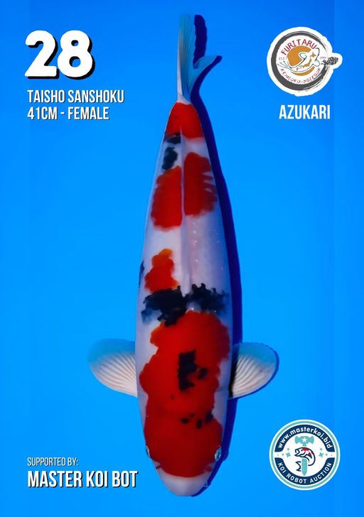Lelang Koi Online, Jual Beli Ikan Koi, Pusat Jual Beli Koi, Info Lelang Koi Hari Ini, Platform Jual Beli Koi, Jual Beli Ikan Koi Online, Marketplace Ikan Koi, Jual Koi Terbaik, Tempat Beli Koi Berkualitas, Pasar Ikan Koi Online Terpercaya, Penjual Ikan Koi Terpercaya, Beli Koi Hias Online, Ikan Koi untuk Dijual, Koi Kualitas Terbaik, Toko Online Ikan Koi, Koi Hias Untuk Dijual, Jual Beli Ikan Koi Lokal, Koi Indonesia Online, Pusat Jual Beli Koi Terbesar