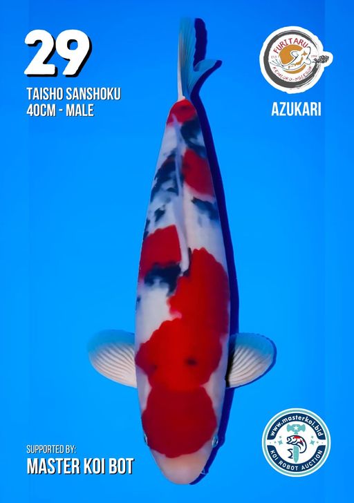 Lelang Koi Online, Jual Beli Ikan Koi, Pusat Jual Beli Koi, Info Lelang Koi Hari Ini, Platform Jual Beli Koi, Jual Beli Ikan Koi Online, Marketplace Ikan Koi, Jual Koi Terbaik, Tempat Beli Koi Berkualitas, Pasar Ikan Koi Online Terpercaya, Penjual Ikan Koi Terpercaya, Beli Koi Hias Online, Ikan Koi untuk Dijual, Koi Kualitas Terbaik, Toko Online Ikan Koi, Koi Hias Untuk Dijual, Jual Beli Ikan Koi Lokal, Koi Indonesia Online, Pusat Jual Beli Koi Terbesar
